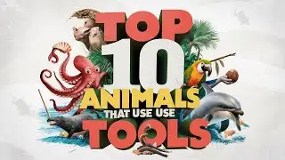 Top 10 Animals That Use Tools