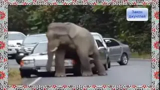 Жизнь животных  Видео прикол  Слон на дороге трамбует машины!!!