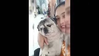 Doggy Gendut Ngak Mau Aku Cium Kenapa Ya?!