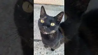 CROATIA STREET CAT MONTAGE #croatia #travel #dubrovnik #cat
