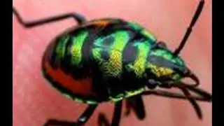 Metallic Nymph of Laos