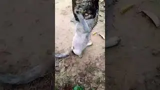 cat funny video 