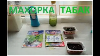 МАХОРКА и ТАБАК  история проращивания семян