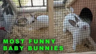 Most Funny and Cute Baby Bunnies EVER