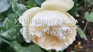 Утончённая Роза “ Lemon Vaza ”