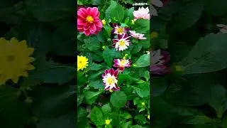 Георгины. Что надо знать. 🌸