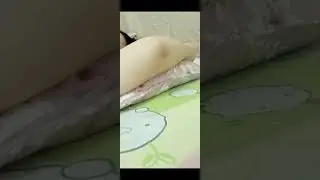 ULAR KASUR BERGOYANG 🤔