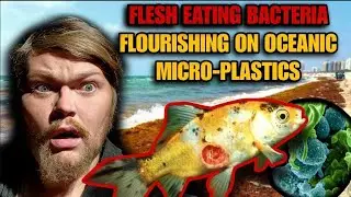 Flesh Eating Bacteria Finds Host On Oceanic Micro-Plastics & Florida's Sargassum Seaweed Blooms.