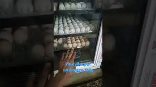 инкубация куриных яиц