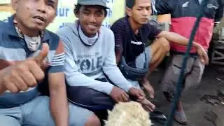 HARGA NDELOSOR!! Cek harga indukan domba gibas di pasar Pamotan rembang Jawa Tengah