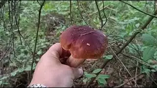 Грибная прогулка по парку