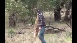 Man versus kangaroo