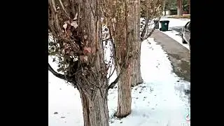 Enjoying the snow in Montana USA