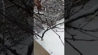 снова снежок😍😍😍