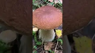 Поход за грибами. Лето, Август. Лес в Подмосковье.