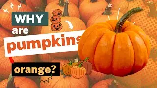 Why Are Pumpkins Orange? The Science Behind Their Color