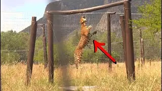 Así se cuidan JAGUARES EN CAUTIVERIO 🐆