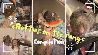 My pet rats being adorable for nearly 11 minutes straight!