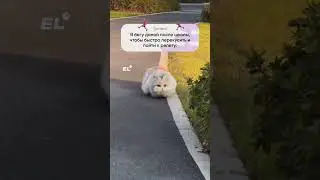 Чувствую себя котом… Подписывайся, если жиза😂 