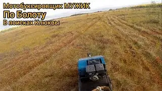 Коп металла отменяется. Поездка на болото в поиске клюквы!!! На мотобуксировщике...