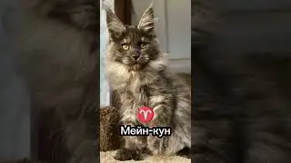 Какая порода кошек подходит тебе по знаку зодиака 😅 