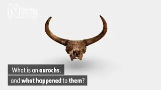 What is an aurochs, and what happened to them? | Natural History Museum