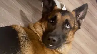 You never know what's going through a dog's head🤣 Funny Pet Video