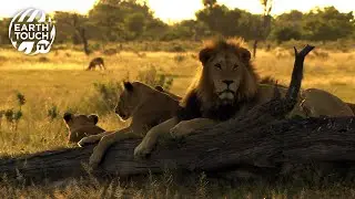 Lions roar, groom and play as the pride reunites