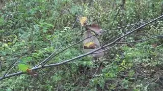 Deer pooping  close up