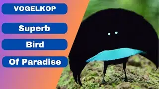 The Superb Bird Of Paradise | Beastie Beasts