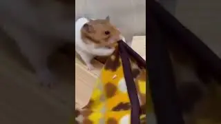 ОЧЕНЬ ВКУСНОЕ ОДЕЯЛО                                            