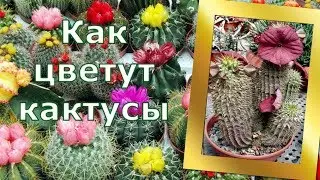 Как цветут кактусы