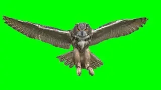 Owl Catching Green Screen Video 🦉