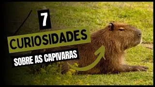 7 CURIOSIDADES SOBRE AS CAPIVARAS