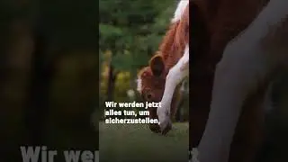 Wie Nutztiere gehalten werden | VIER PFOTEN