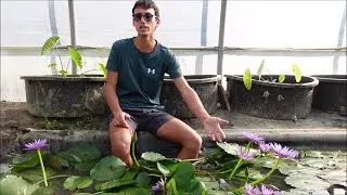 Come ricoverare le ninfee tropicali durante l'inverno