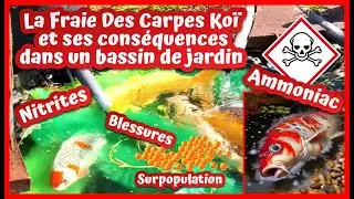 La fraie des carpes koi et ses conséquences dans un bassin de jardin