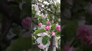 Заслушаешься: Я когда-то была молодая…💃🏻🕺🏻🪗