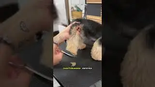 Какие необычные клички вы знаете ? 