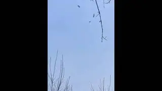 Боевая рогатка
