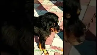Highly Aggressive GADDI KUTTA ||India's strongest dog breed || #Shorts #gaddikutta #indianbreed