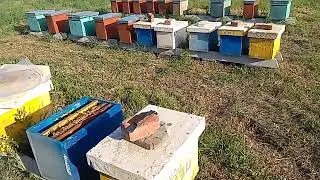 Почему мы в мае делаем двух рамочные отводки. Вопрос, ответ.