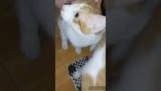 Celebrating New Year made my cats stressed out!