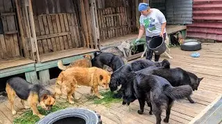Побег из придворных и трава для собак