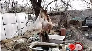 Петухи не пускают жену в курятник, пришлось им объяснить кто хозяин. С наступающим друзья