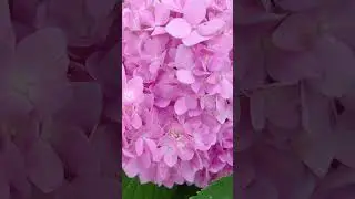 pink or blue hydrangeas 🤔🩷