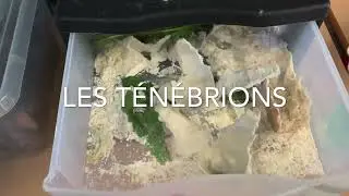 ⭐️Élevage très simple de vers de farine / ténébrions en classe maternelle #elevage #élevage