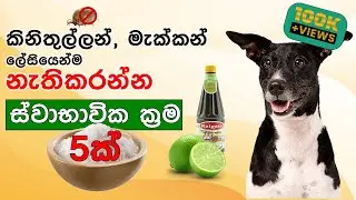 5 Natural Remedies for Your Dogs in Sinhala | කිනිතුලු ප්‍රශ්නෙට ස්වභාවික පිළියම් 5 ක්