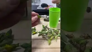 Интересные факты о тропических бабочках