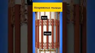 Напряжение мышцы. Актин и Миозин.